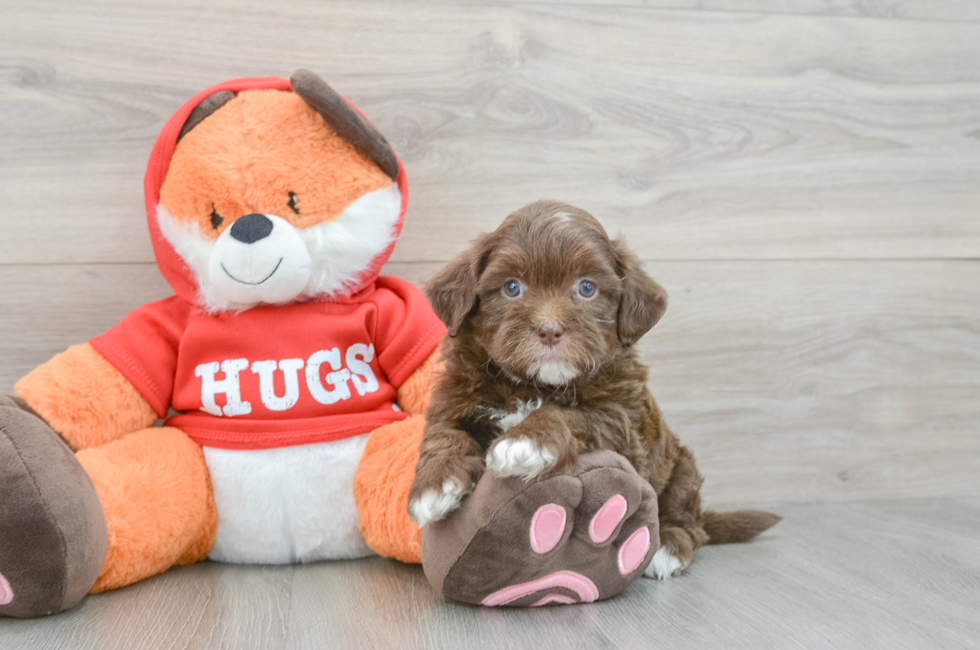5 week old Shih Poo Puppy For Sale - Seaside Pups