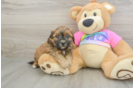 Adorable Shih Poo Poodle Mix Puppy