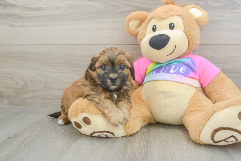 Adorable Shih Poo Poodle Mix Puppy