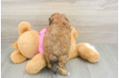 Fluffy Shih Poo Poodle Mix Pup