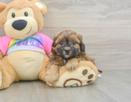 8 week old Shih Poo Puppy For Sale - Seaside Pups