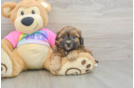 Popular Shih Poo Poodle Mix Pup