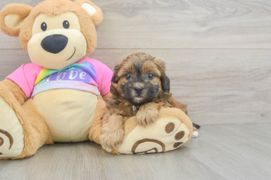 Popular Shih Poo Poodle Mix Pup