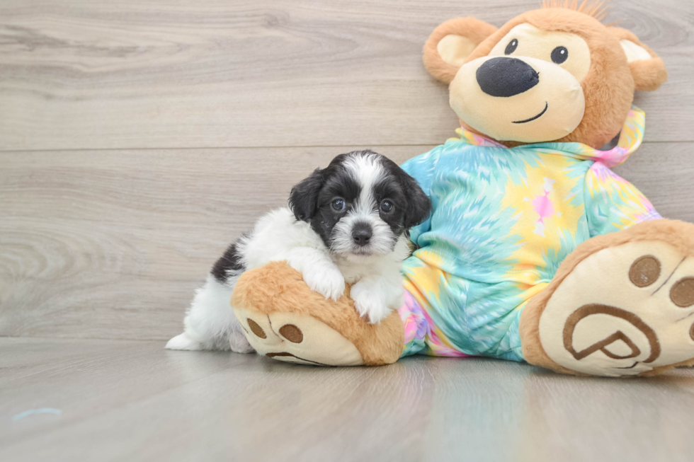 Hypoallergenic Shihpoo Poodle Mix Puppy