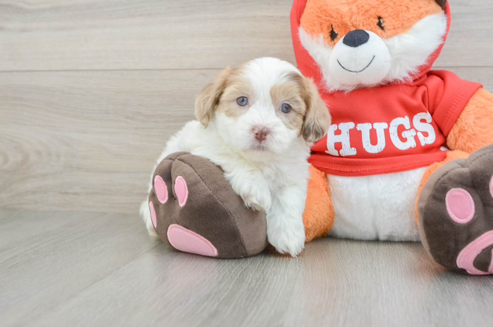 5 week old Shih Poo Puppy For Sale - Seaside Pups