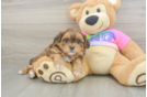 Little Shih Poo Poodle Mix Puppy