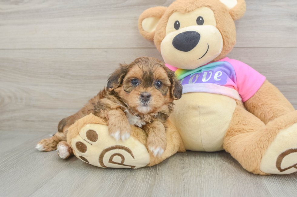 5 week old Shih Poo Puppy For Sale - Seaside Pups