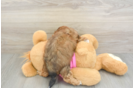 Best Shih Poo Baby