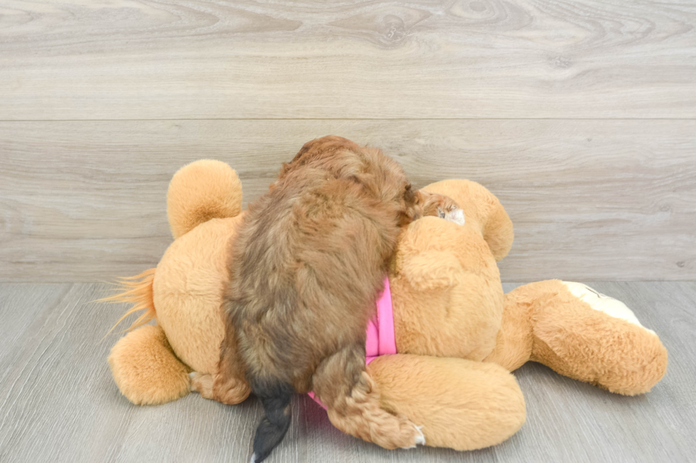 Best Shih Poo Baby