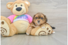 Shih Poo Pup Being Cute