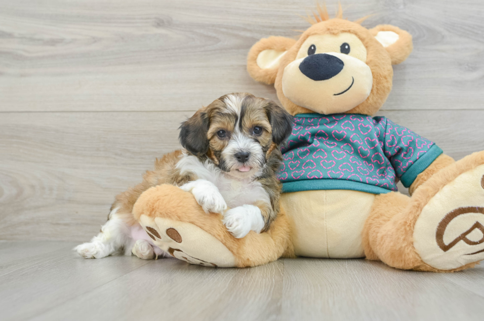 6 week old Shih Poo Puppy For Sale - Seaside Pups