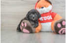 Best Shih Poo Baby