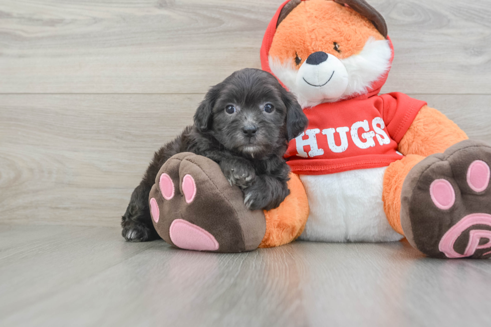 Best Shih Poo Baby