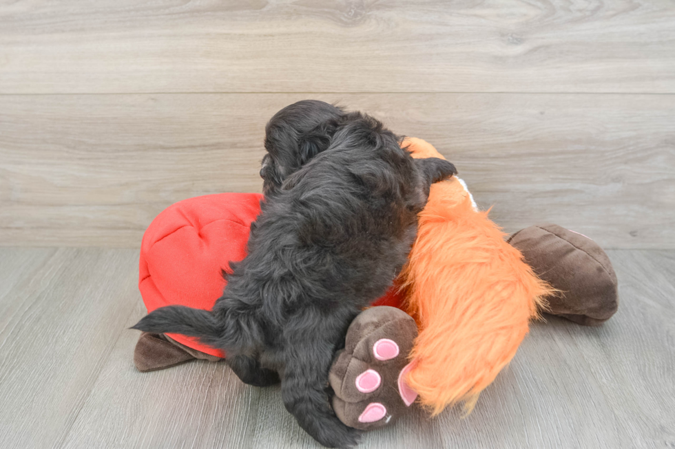 Best Shih Poo Baby