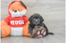 Best Shih Poo Baby