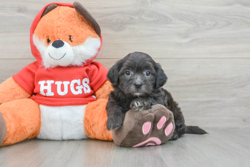 Best Shih Poo Baby