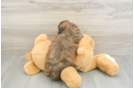 Playful Shih Poo Poodle Mix Puppy