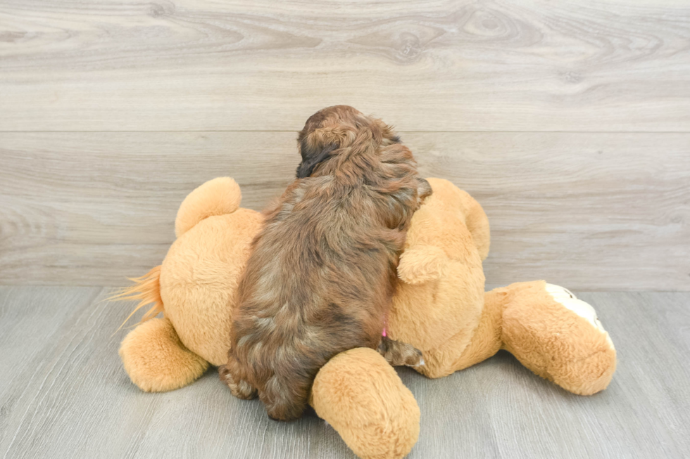 Playful Shih Poo Poodle Mix Puppy