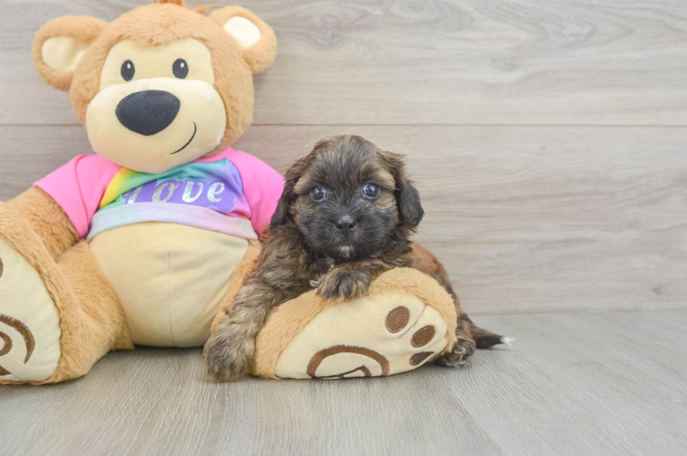 5 week old Shih Poo Puppy For Sale - Seaside Pups
