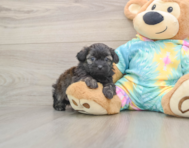 6 week old Shih Poo Puppy For Sale - Seaside Pups