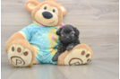 Cute Shih Poo Baby