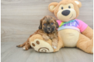 Shih Poo Puppy for Adoption