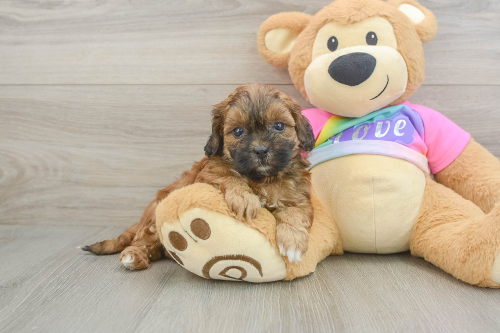 Shih Poo Puppy for Adoption