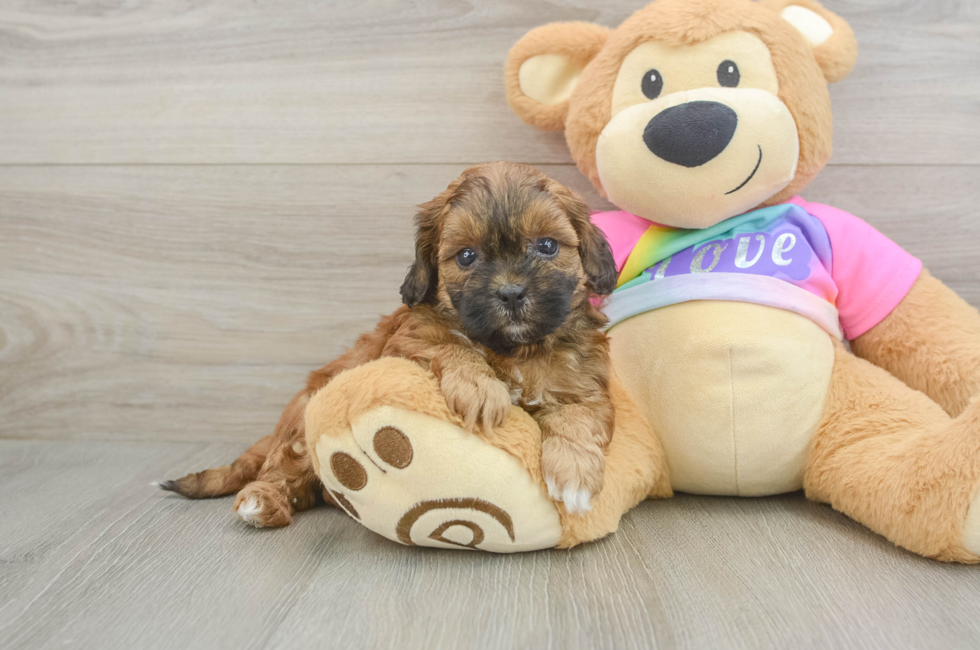 5 week old Shih Poo Puppy For Sale - Seaside Pups