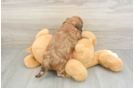 Friendly Shih Poo Baby
