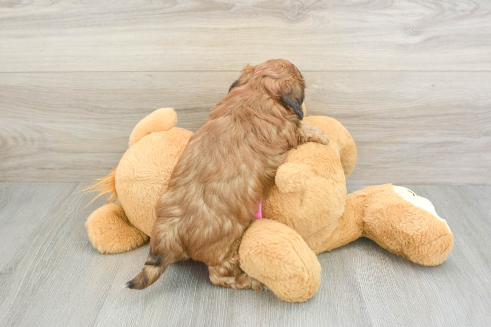 Friendly Shih Poo Baby