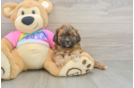 Best Shih Poo Baby