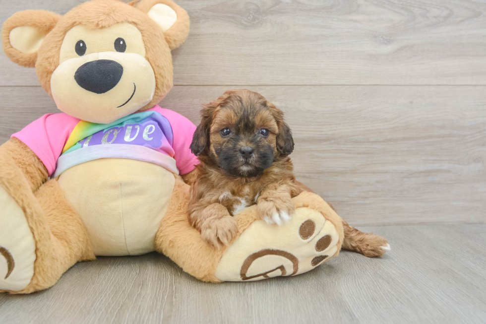 Best Shih Poo Baby