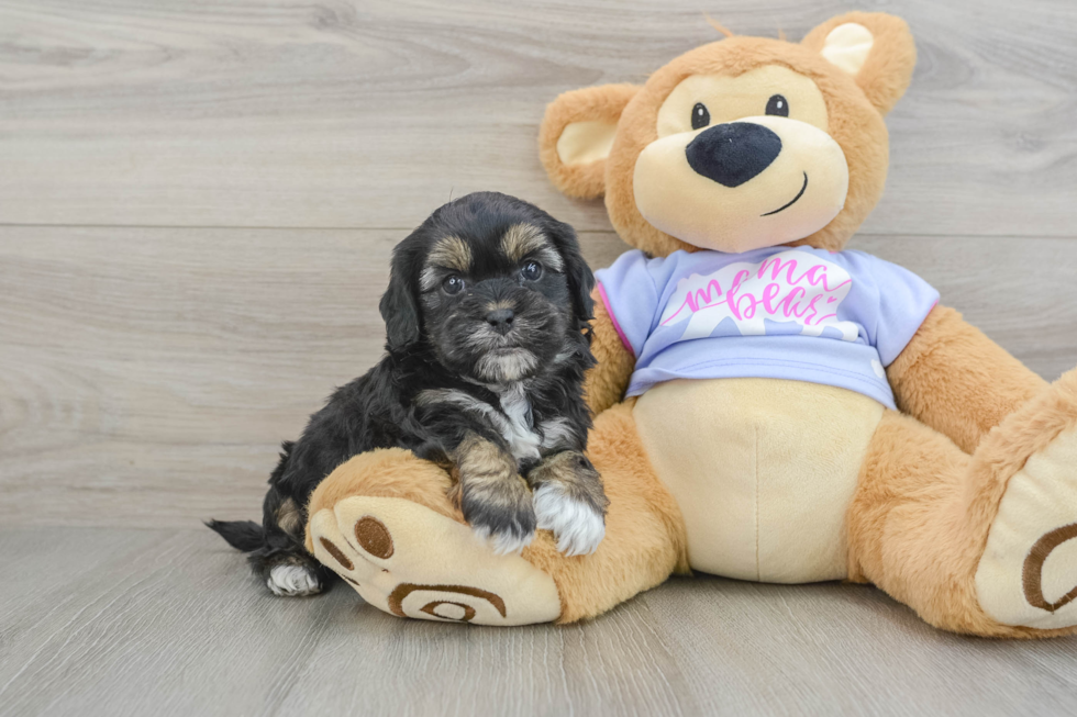 Petite Shih Poo Poodle Mix Pup