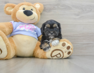 6 week old Shih Poo Puppy For Sale - Seaside Pups