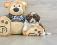 8 week old Shih Poo Puppy For Sale - Seaside Pups