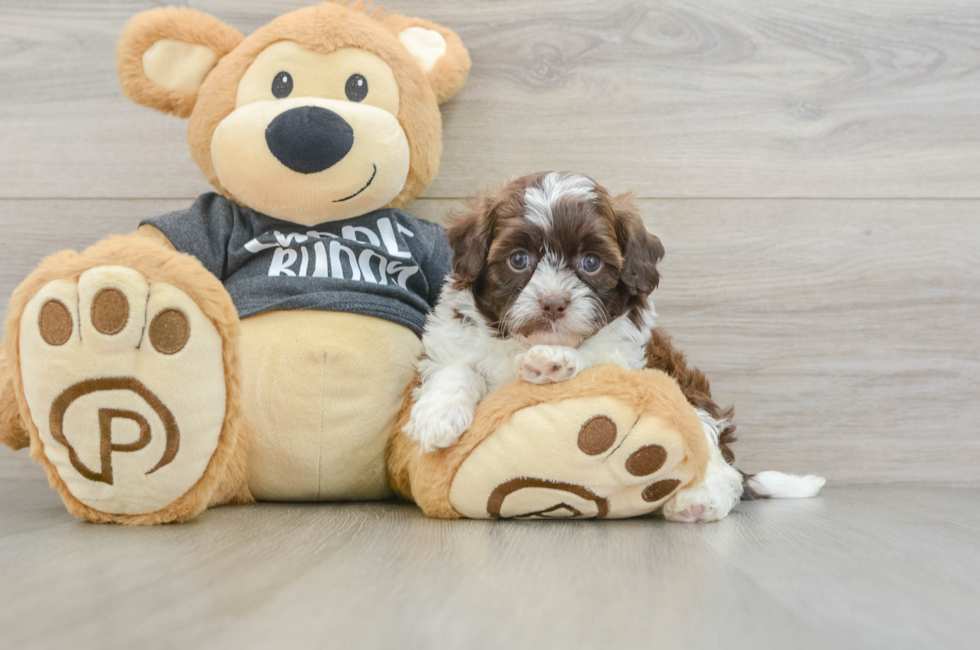 6 week old Shih Poo Puppy For Sale - Seaside Pups