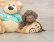 7 week old Shih Poo Puppy For Sale - Seaside Pups