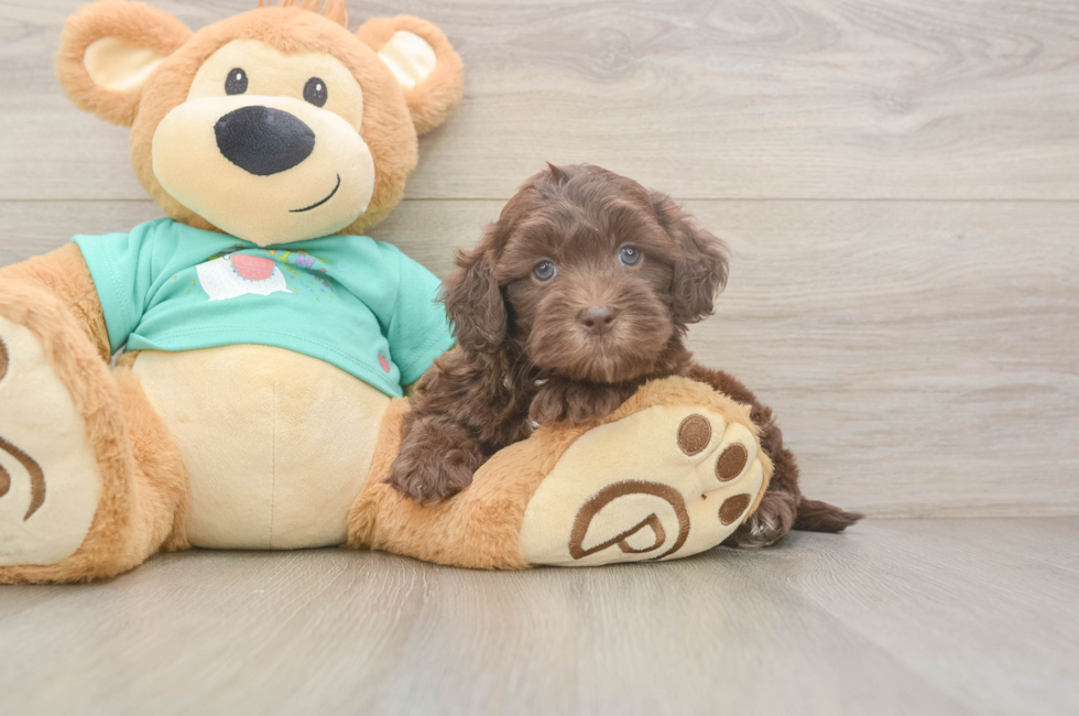 5 week old Shih Poo Puppy For Sale - Seaside Pups