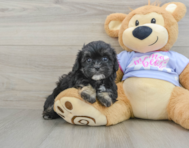 6 week old Shih Poo Puppy For Sale - Seaside Pups