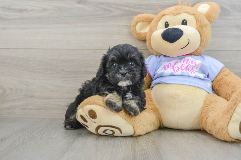 6 week old Shih Poo Puppy For Sale - Seaside Pups