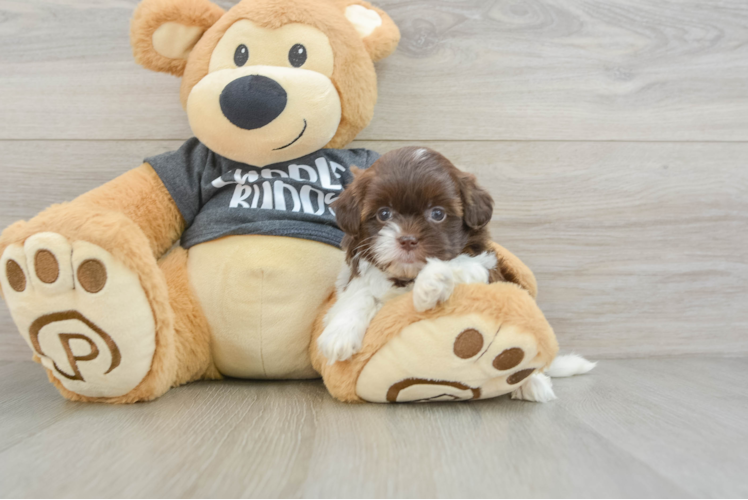 Best Shih Poo Baby