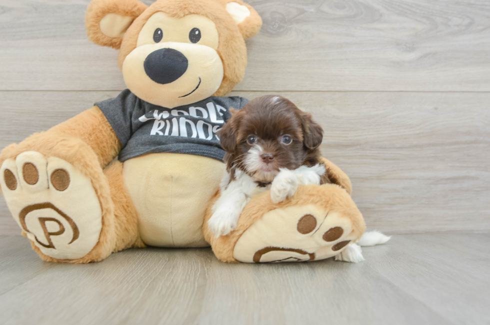 5 week old Shih Poo Puppy For Sale - Seaside Pups