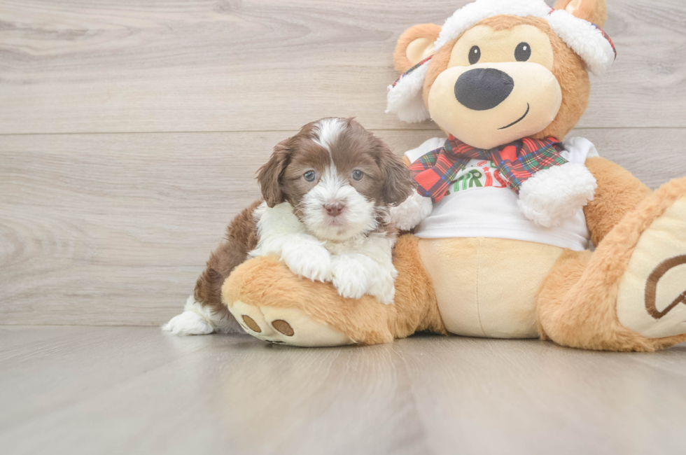 5 week old Shih Poo Puppy For Sale - Seaside Pups