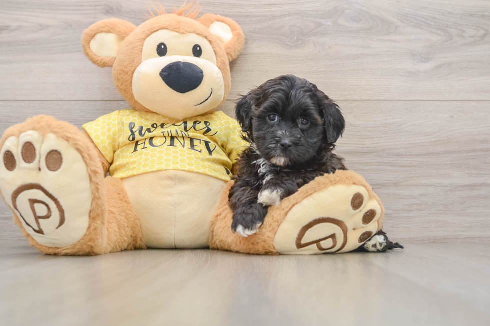 Shih Poo Pup Being Cute