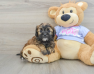 6 week old Shih Poo Puppy For Sale - Seaside Pups