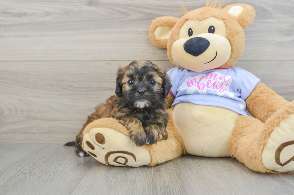 6 week old Shih Poo Puppy For Sale - Seaside Pups