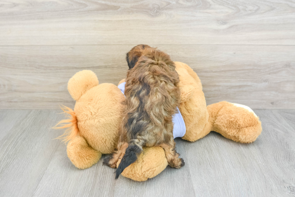 Best Shih Poo Baby