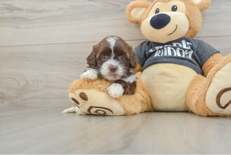 Shih Poo Pup Being Cute