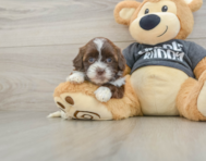 8 week old Shih Poo Puppy For Sale - Seaside Pups