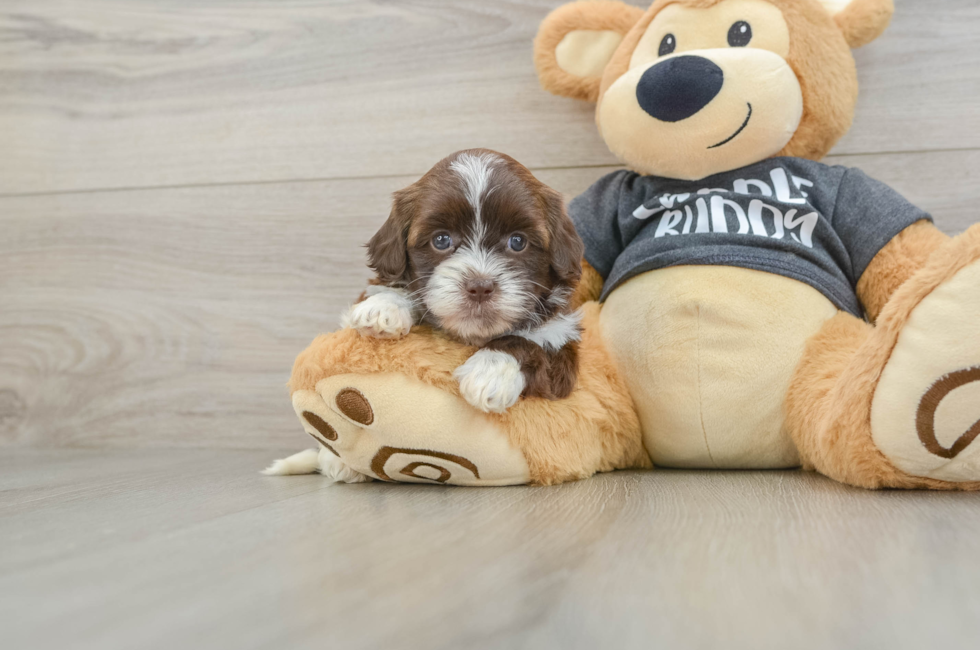 6 week old Shih Poo Puppy For Sale - Seaside Pups